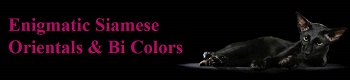 Enigmatic Siamese & Orientals